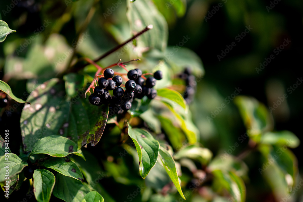 Fototapeta premium M.L.S.