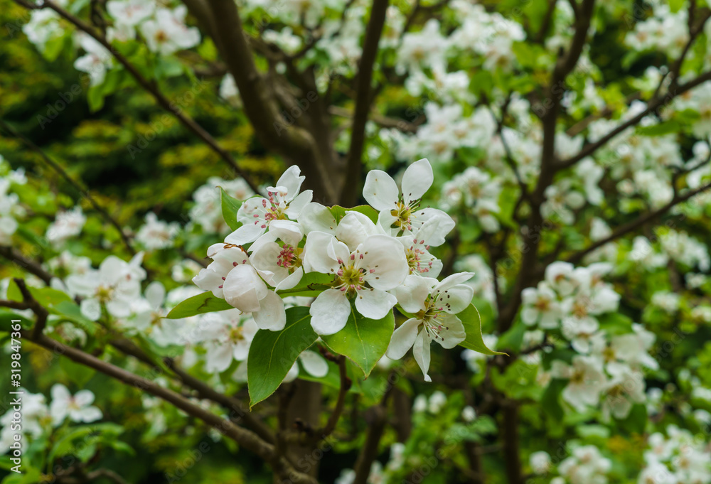 Branches with delicate white pear flowers in spring in the garden.