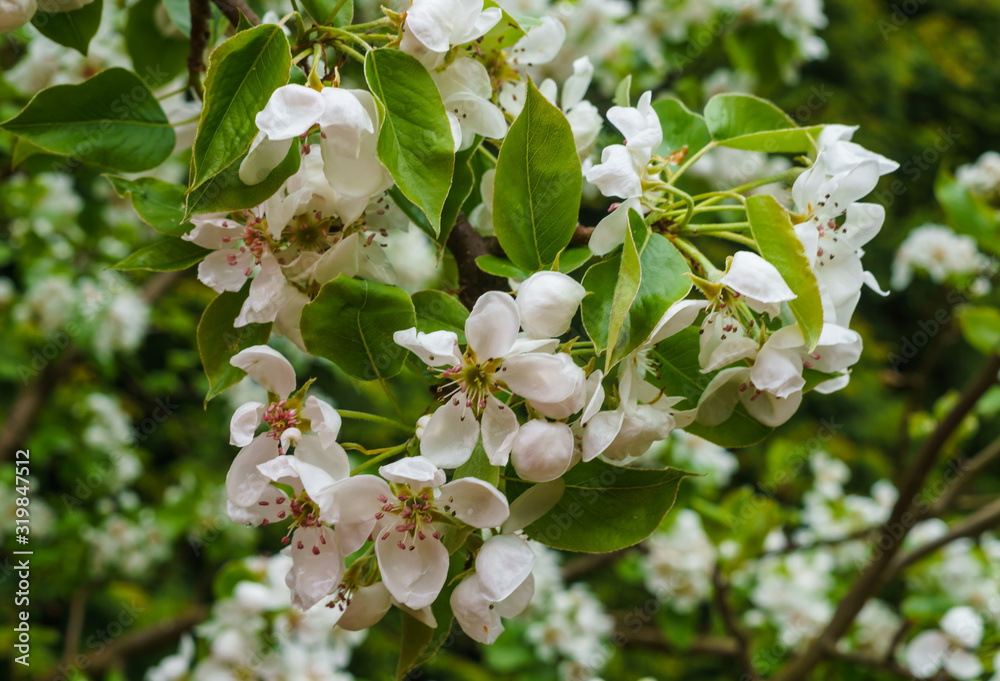 Branches with delicate white pear flowers in spring in the garden. Branches with delicate white pear flowers in spring in the garden.