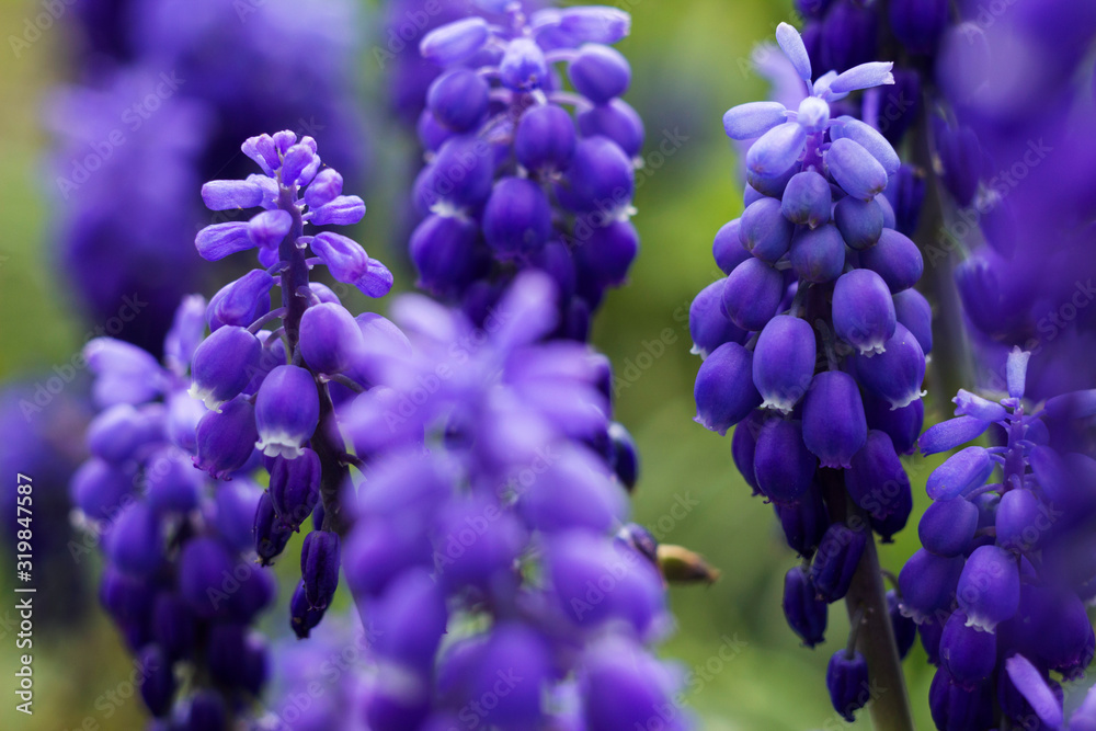 Muscari armeniacum, blue grape hyacinths is a perennial bulbous plant. Floral pattern, beautiful spring flowers in the flowerbed, blurred background Muscari armeniacum, blue grape hyacinths is a perennial bulbous plant. Floral pattern, beautiful spring flowers in the flowerbed, blurred background