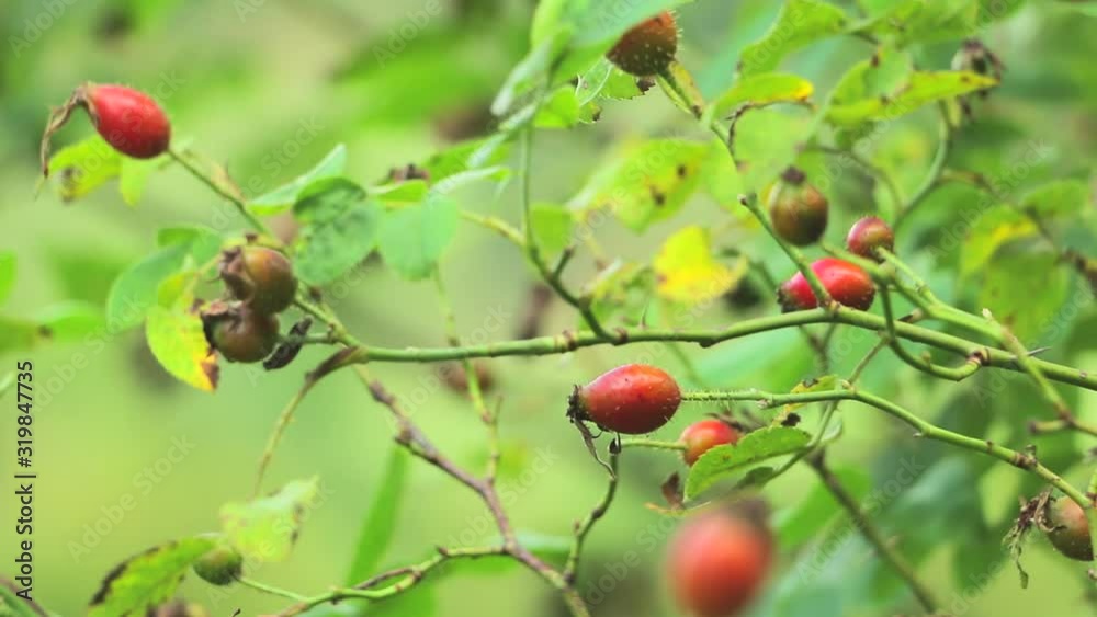 Rose hip fruit on branches on the branch. Dog rose hips. Rose hep plant Rose hip fruit on branches on the branch. Dog rose hips. Rose hep plant