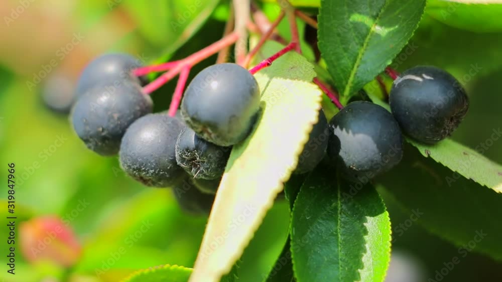 Fruit aronia berries hanging on branches. Growing aronia berries