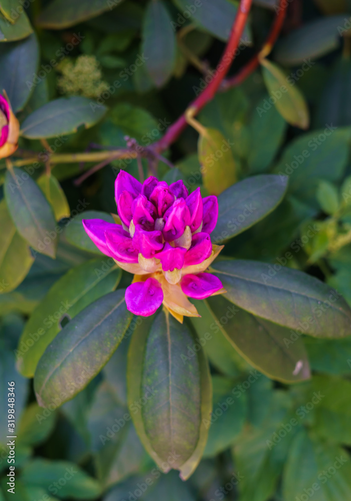Rhododendron lilac flower bud in a city park. Rhododendron lilac flower bud in a city park.