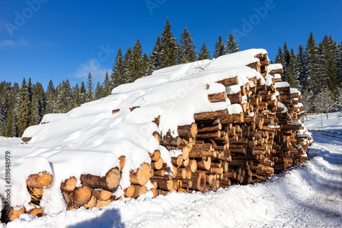 Forest pine trees log trunks felled by the logging timber industry covered with snow in winter