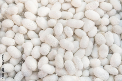 white silkworm cocoons as a background