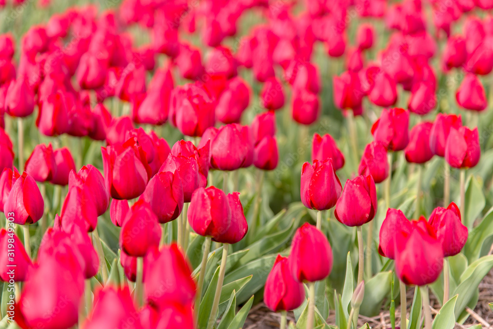 Fototapeta premium Tulips, the biggest symbol of beauty in netherlands.