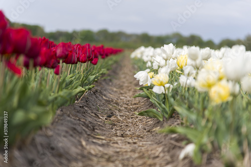 Tulips, the biggest symbol of beauty in netherlands.