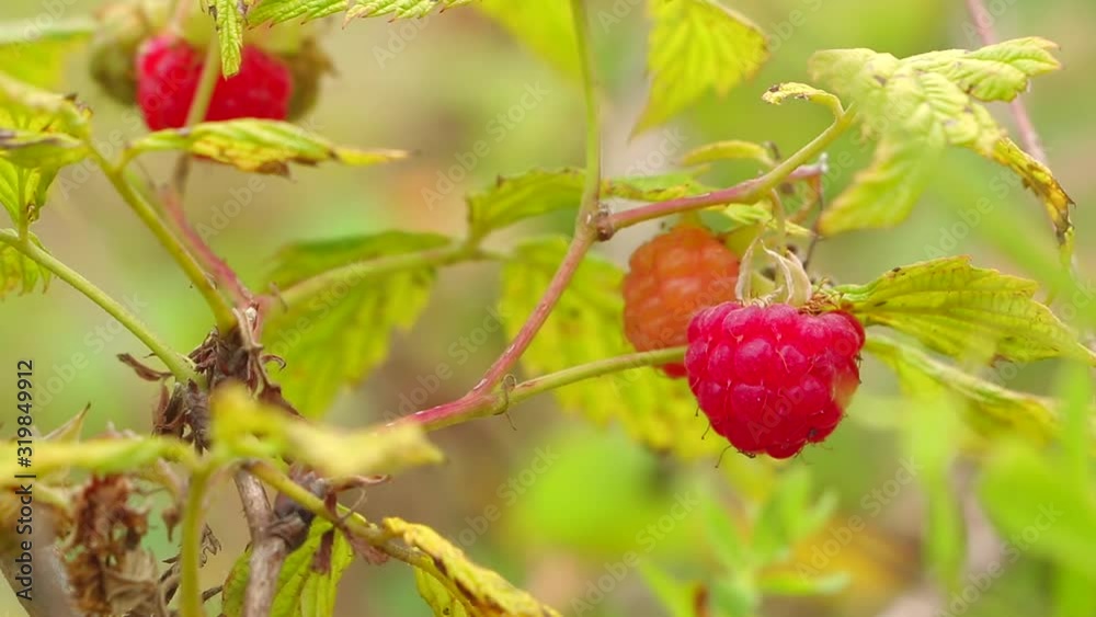 Ripe wild raspberry hanging on a branch. Fresh wild raspberry hanging on a steam Ripe wild raspberry hanging on a branch. Fresh wild raspberry hanging on a steam