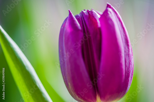 Tulips  the biggest symbol of beauty in netherlands.