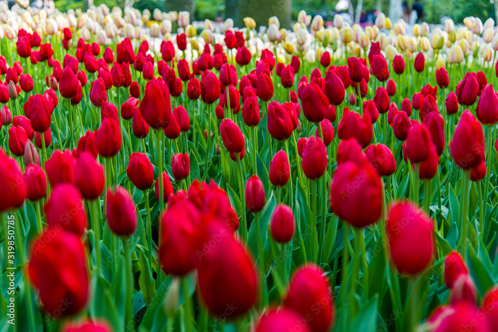 Tulips, the biggest symbol of beauty in netherlands. Tulips, the biggest symbol of beauty in netherlands.