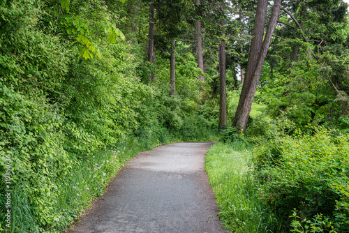 path in the forest