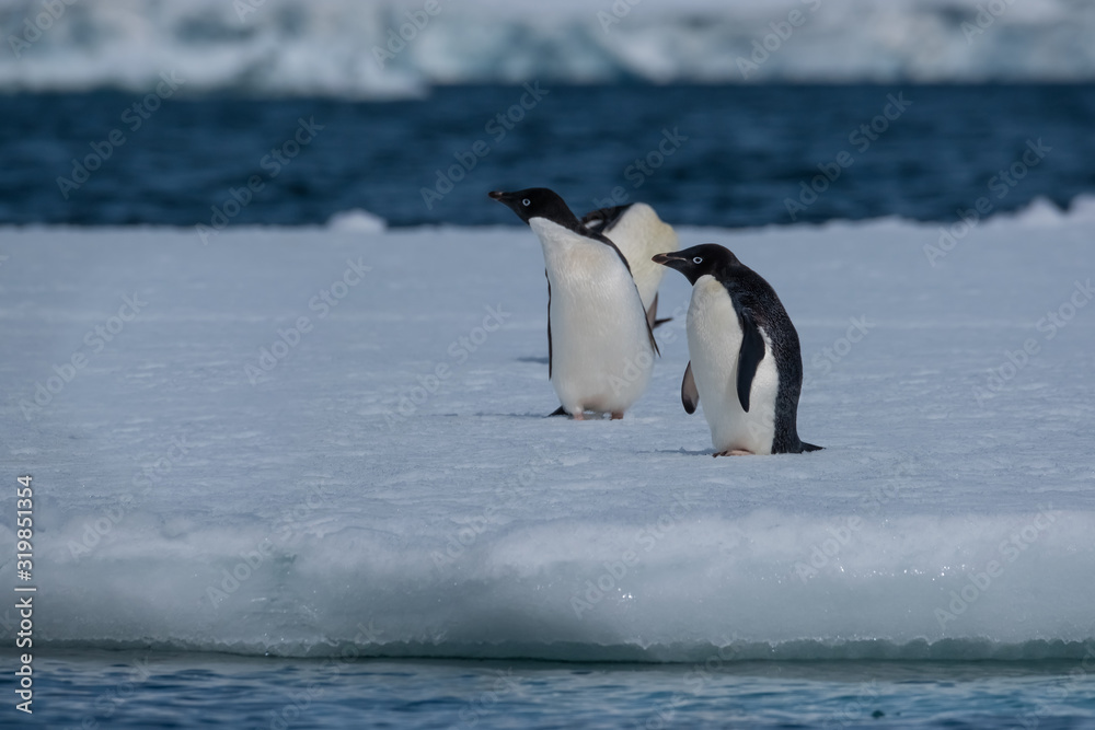 Naklejka premium Adelie penguins on icebergs and icefloats along the coast of the Antarctic Peninsula, Antarctica