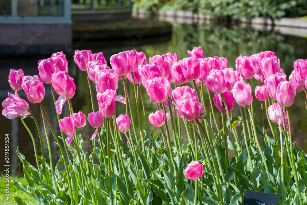 Tulips, the biggest symbol of beauty in netherlands. Tulips, the biggest symbol of beauty in netherlands.