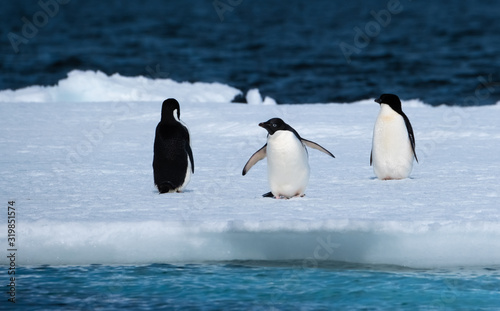 Adelie penguins on icebergs and icefloats along the coast of the Antarctic Peninsula, Antarctica photo