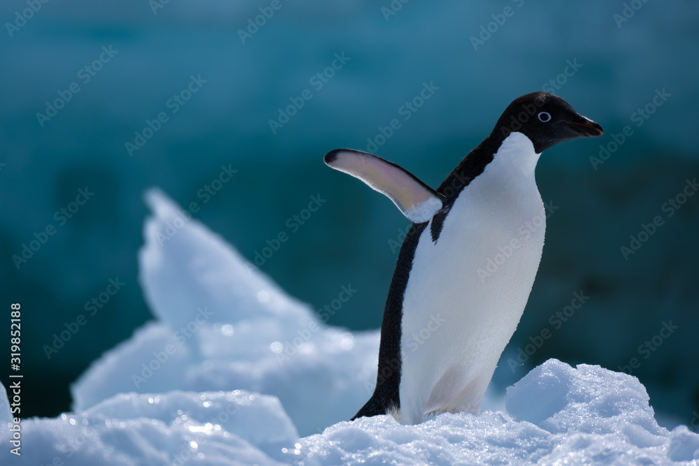 Obraz premium Adelie penguins on icebergs and icefloats along the coast of the Antarctic Peninsula, Antarctica