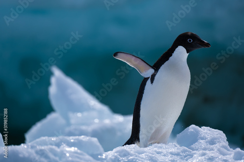 Adelie penguins on icebergs and icefloats along the coast of the Antarctic Peninsula  Antarctica