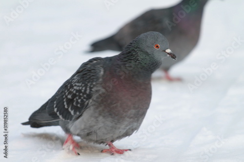 City pigeons walks on the snow. Urban wildlife. Beautiful animal