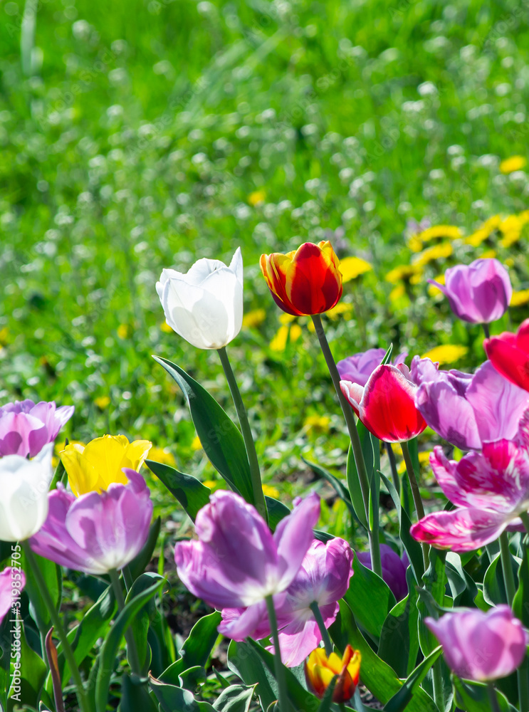 Obraz premium White and orange tulips on a garden bed among flowers