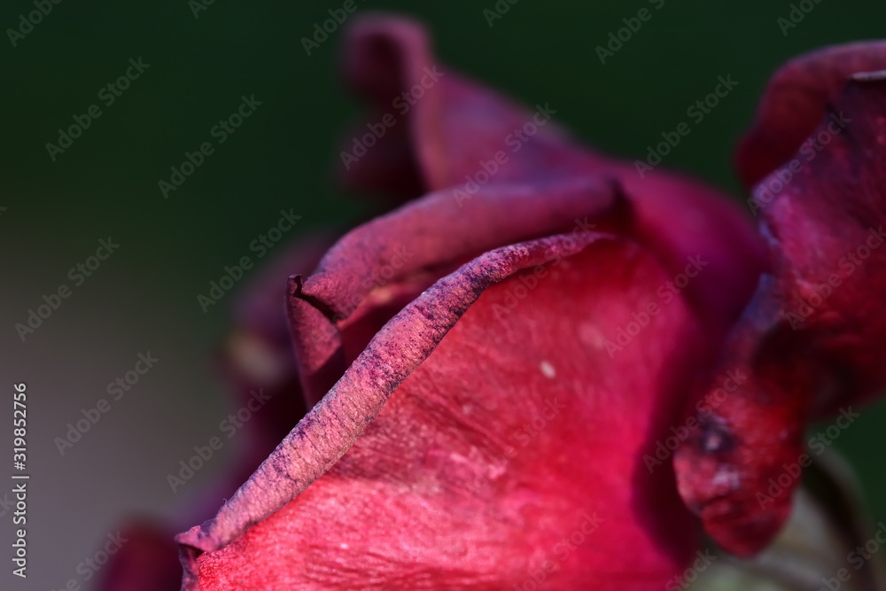 Texture beauty of red rose petals already beginning to wilt Texture beauty of red rose petals already beginning to wilt