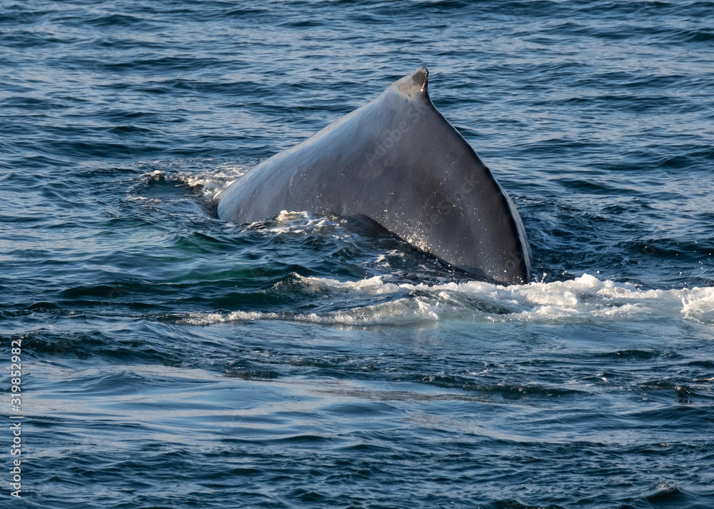 Fototapeta premium Very close encounter with humpback whales feeding along the shores of the Tabarin peninsula in the Antarctic continent