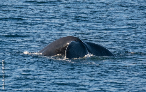 Very close encounter with humpback whales feeding along the shores of the Tabarin peninsula in the Antarctic continent