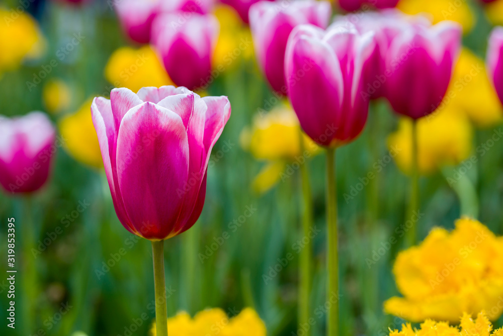 Tulips, the biggest symbol of beauty in netherlands. Tulips, the biggest symbol of beauty in netherlands.