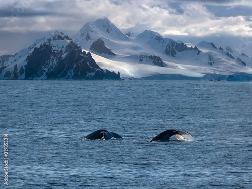Humpback whales feeding along the stunning shores of the Tabarin peninsula in the Antarctic continent © Luis