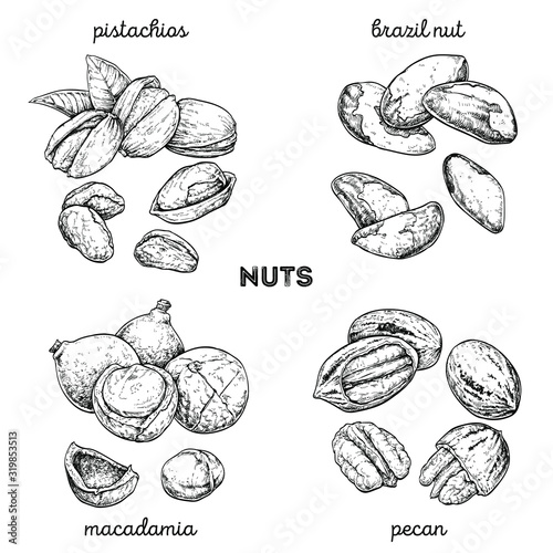 Pistachios, brazilnut, macadamia, pecan. Hand drawn set with nuts. Vector illustration isolated on white background. Doodle healthy food illustrations