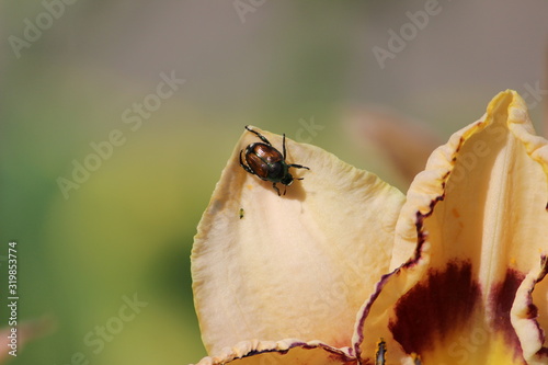 Little colorful bug on a flower