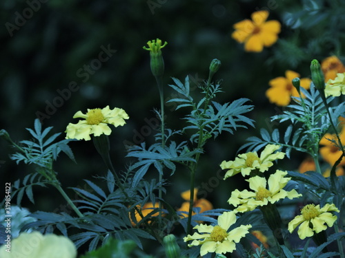 Girasol enfocado en la naturaleza  photo