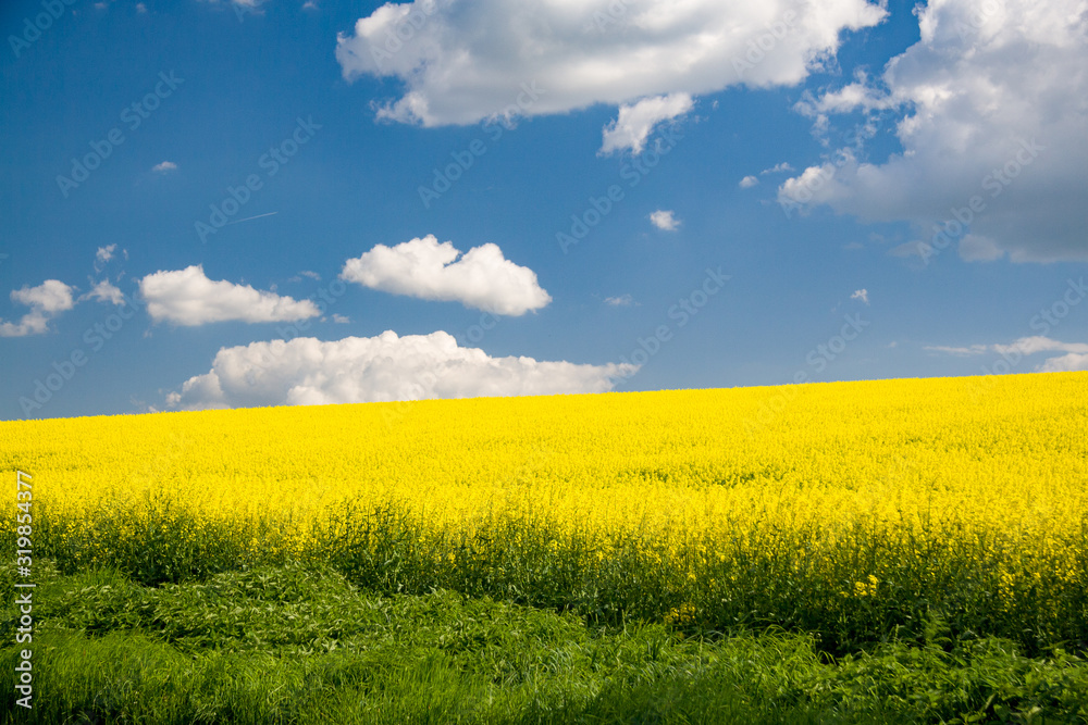 Beautiful golden field of flowering rapeseed with nice clouds Beautiful golden field of flowering rapeseed with nice clouds