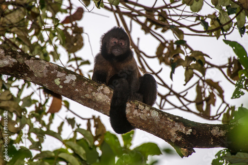 Scene of a Crested capuchin sitting on a branch. The monkey s tail is wrapped around the branch. The monkey is facing the camera.