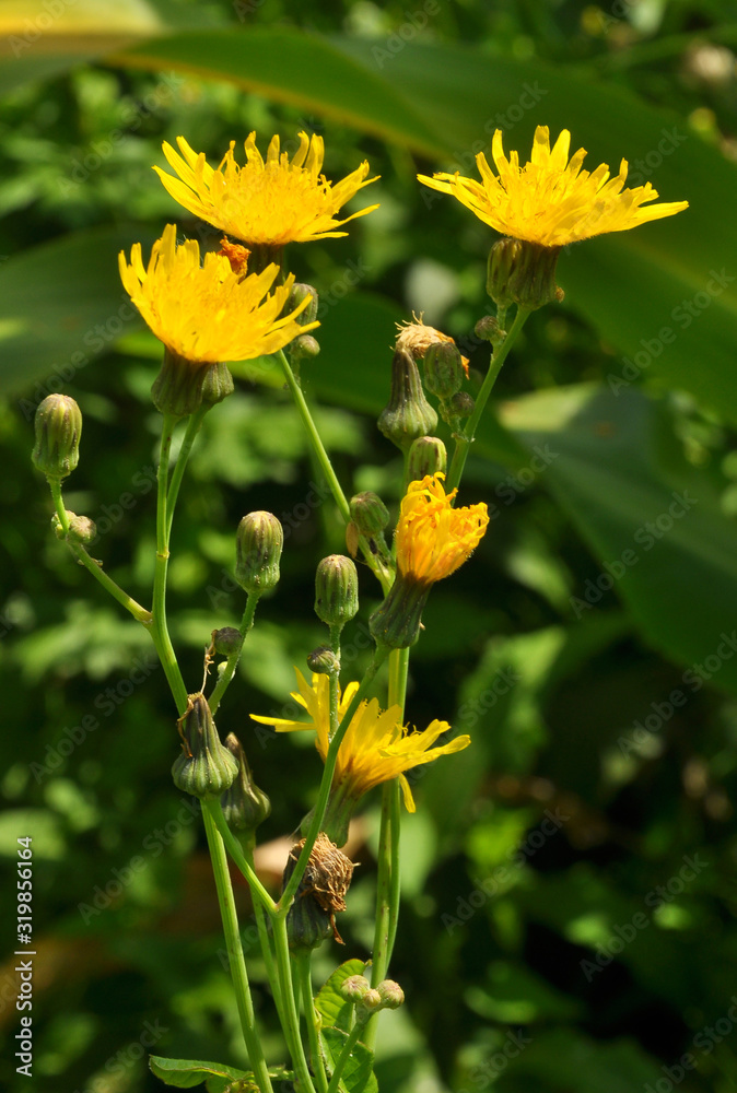 Fototapeta premium It grows in nature yellow-field thistle (Sonchus arvensis).