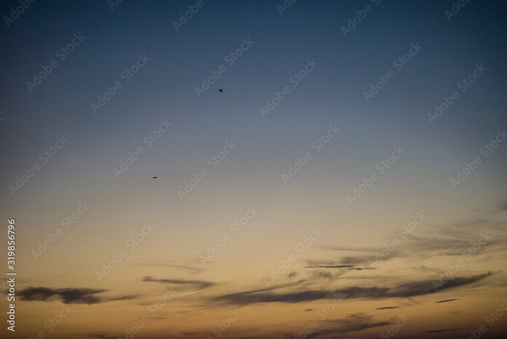 Obraz premium Two birds on a sunset