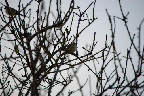 A brown sparrow on a branch