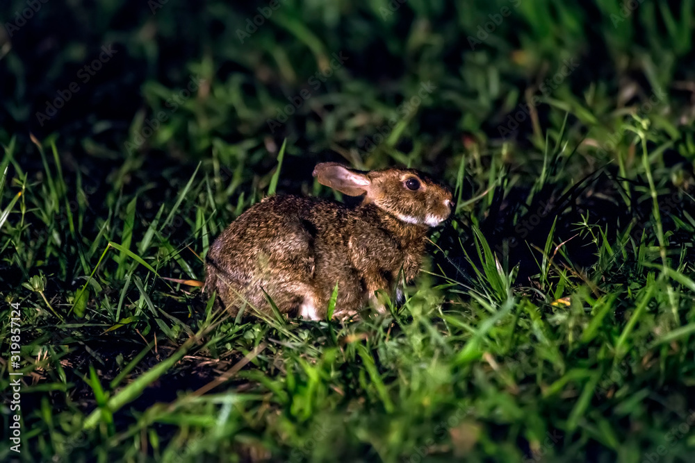 Scene of a Brazilian cottontail or forest cottontail in the middle of creeping plants. His body is turned to the right side. Scene of a Brazilian cottontail or forest cottontail in the middle of creeping plants. His body is turned to the right side.