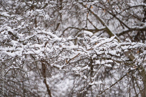 Branches with snow in forest