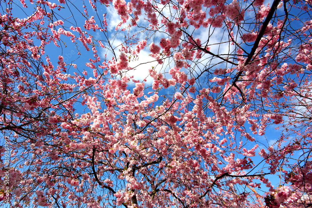 Sakura, körsbärsblommor i Kungsträdgården i Stockholm Sakura, körsbärsblommor i Kungsträdgården i Stockholm