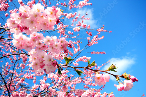 Photography Sakura, körsbärsblommor i Kungsträdgården i Stockholm