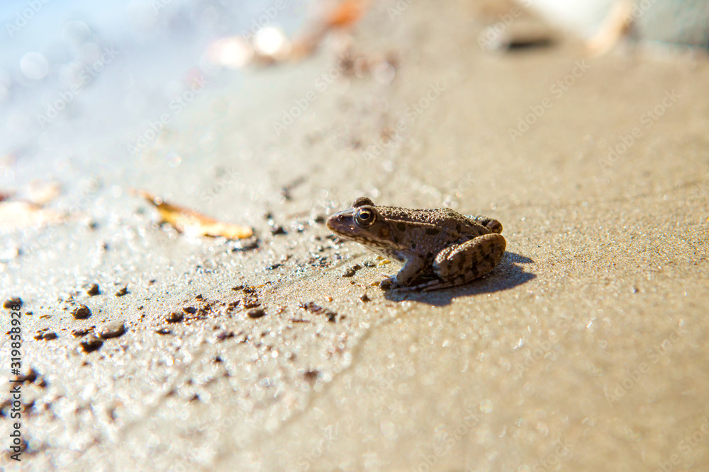 The gray frog is on the river bank. It is on wet sand that shines on the sun.