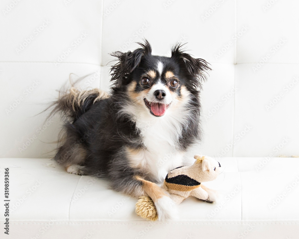 Long haired chihuahua in natural light lounges with toy on a white futon and is playful and makes eye contact Long haired chihuahua in natural light lounges with toy on a white futon and is playful and makes eye contact