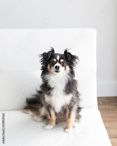 Serious Long haired chihuahua in natural light with squirrel toy on a white futon and is playful and makes eye contact © TBergphoto