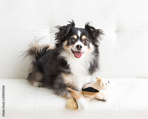 Long haired chihuahua in natural light lounges with toy on a white futon and is playful and makes eye contact © TBergphoto