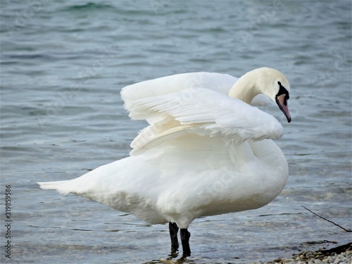 Beautiful swan by the lake spread wings