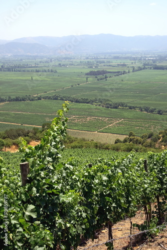 Foto landscapes, details and environments of Chile's wineries