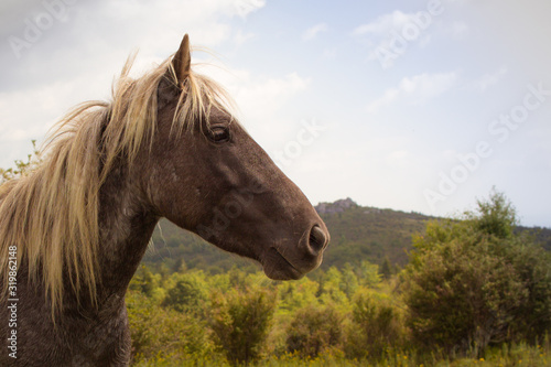 Strong Horse Profile with Sky background and Mountain