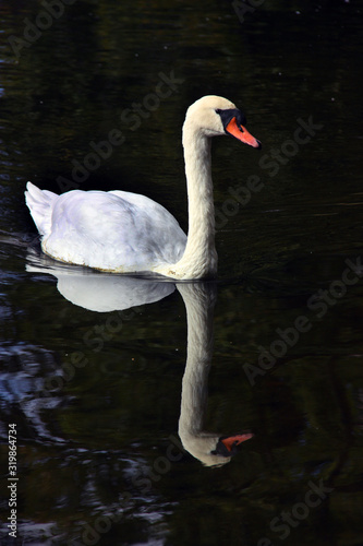 Photography Vit svan.
