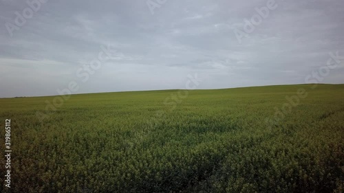 aerial drone footage rising over canola field and holding