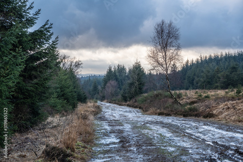 Mud path through the High Fens Woods HDR photo