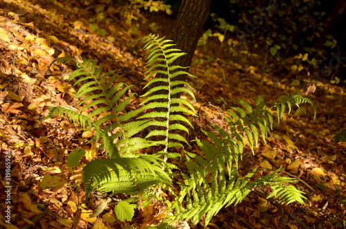 green fern leaves in the forest photo